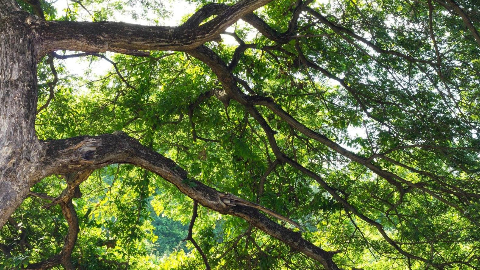 This upward-looking shot captures the intricate, dark patterns of thick tree branches against a backdrop of bright green leaves. Sunlight filters through the dense canopy, creating a dappled effect and highlighting the texture of the bark.