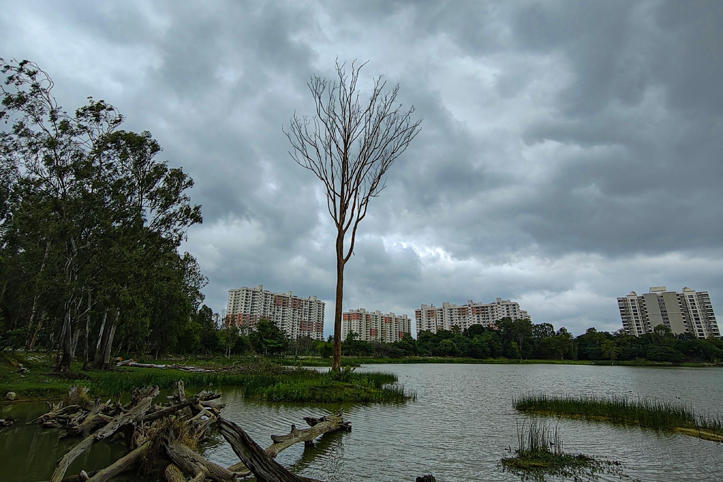 A solitary, leafless tree stands prominently near the water's edge, contrasting with the lush green foliage to its left and the tangled driftwood in the foreground. Behind this natural scene, a row of high-rise apartment buildings lines the horizon under a dramatic, overcast sky.
