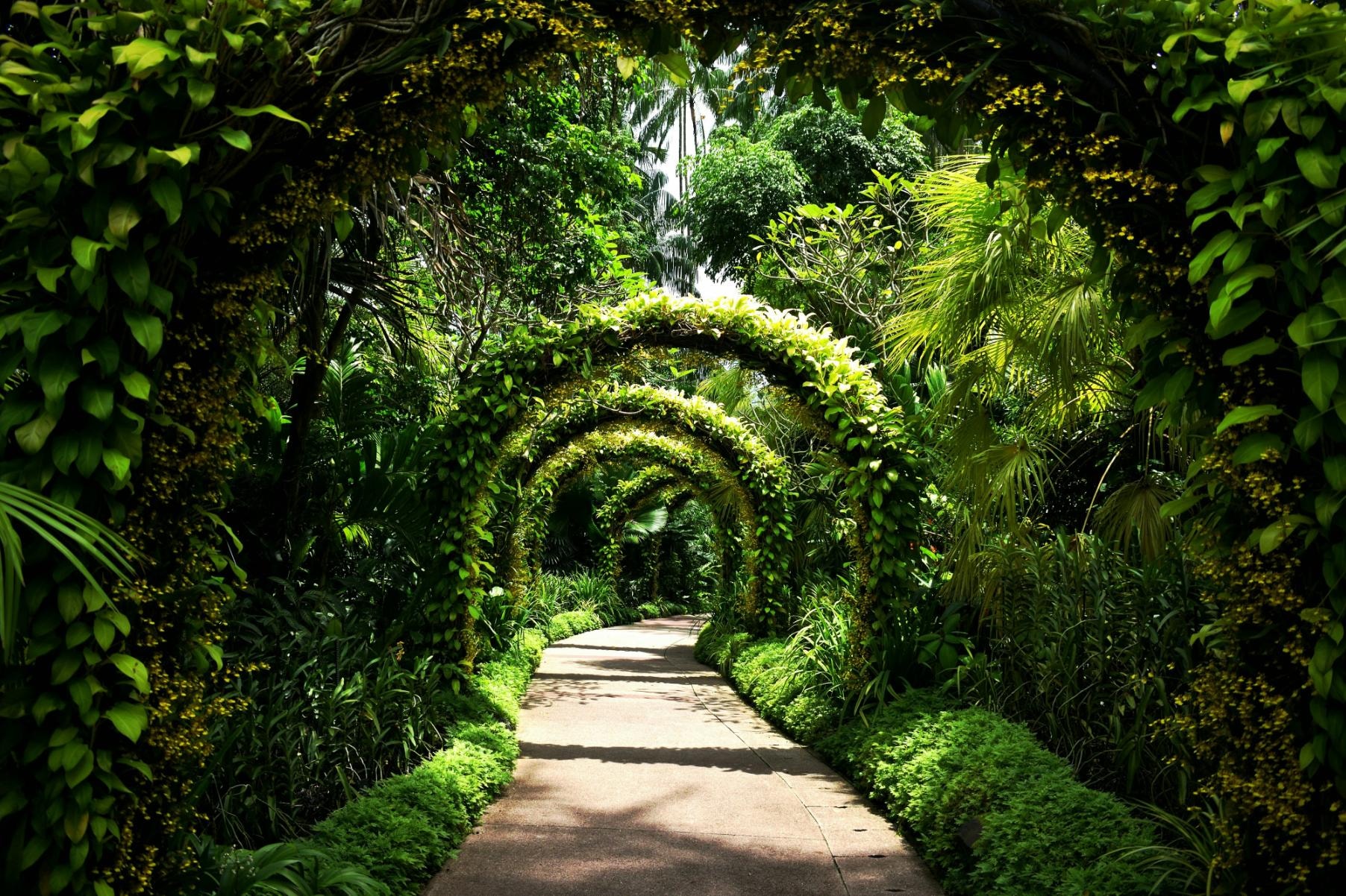 A series of lush green arches covered in vines and small yellow flowers forms a natural tunnel over a winding paved path. Surrounded by dense tropical vegetation, sunlight filters through the canopy to cast dappled shadows along the walkway.