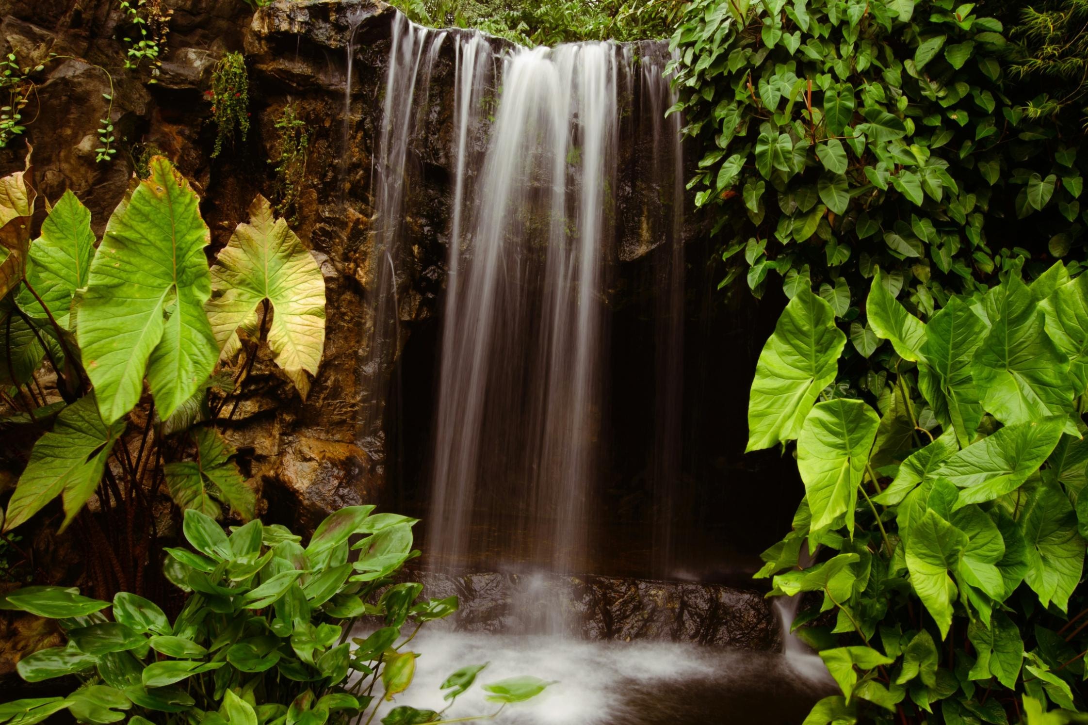 A cascading waterfall flows over a dark rocky ledge, framed by lush clusters of large, broad green leaves on either side. The water appears smooth and silky as it plunges into the shadowed pool below, evoking a sense of tranquil tropical beauty.