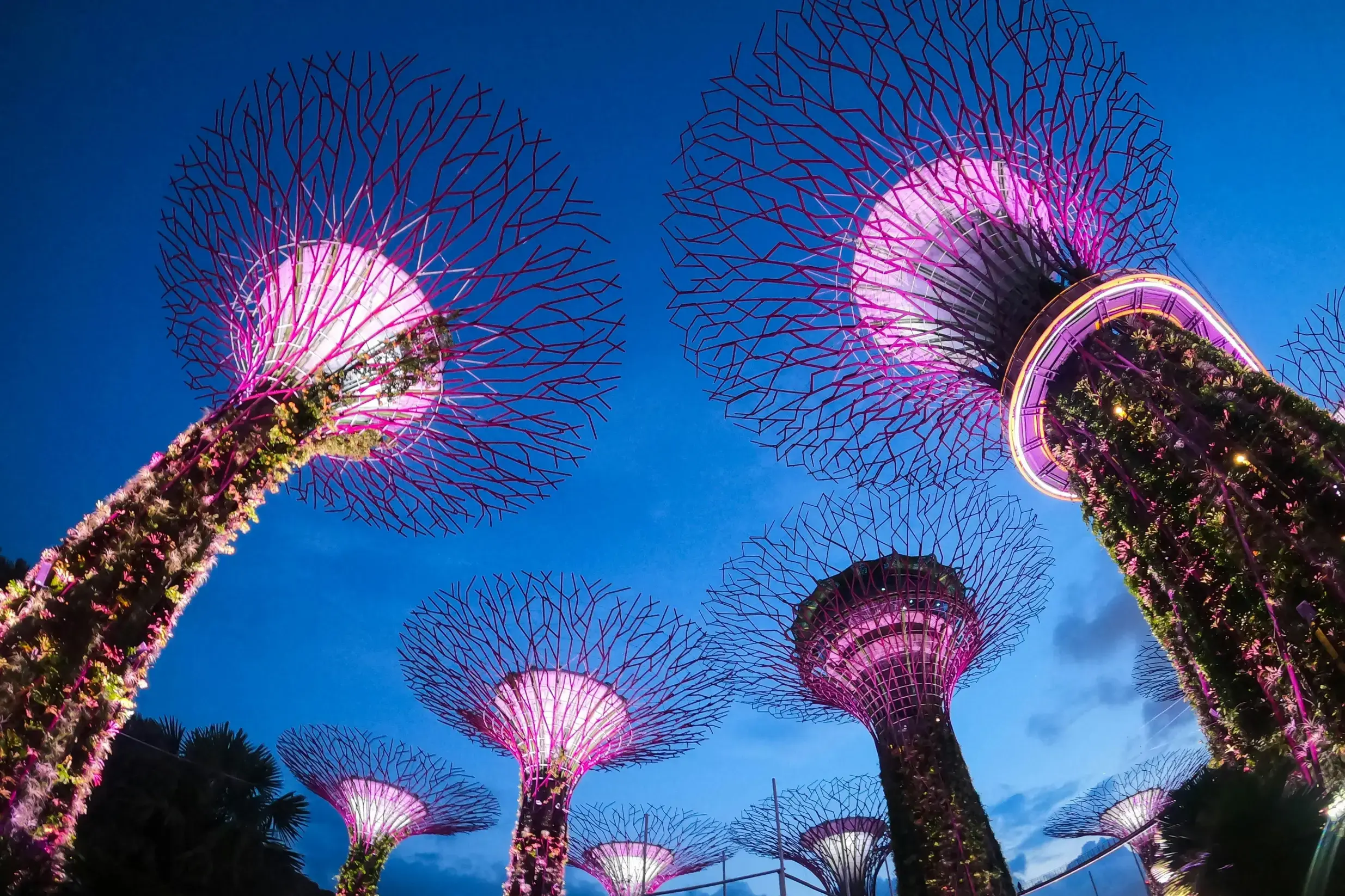 Towering, tree-like structures called Supertrees glow with vibrant pink and purple lights against a deep blue twilight sky. Their intricate, branch-like canopies fan out over vertical gardens in this striking low-angle shot of Singapore's Gardens by the Bay.