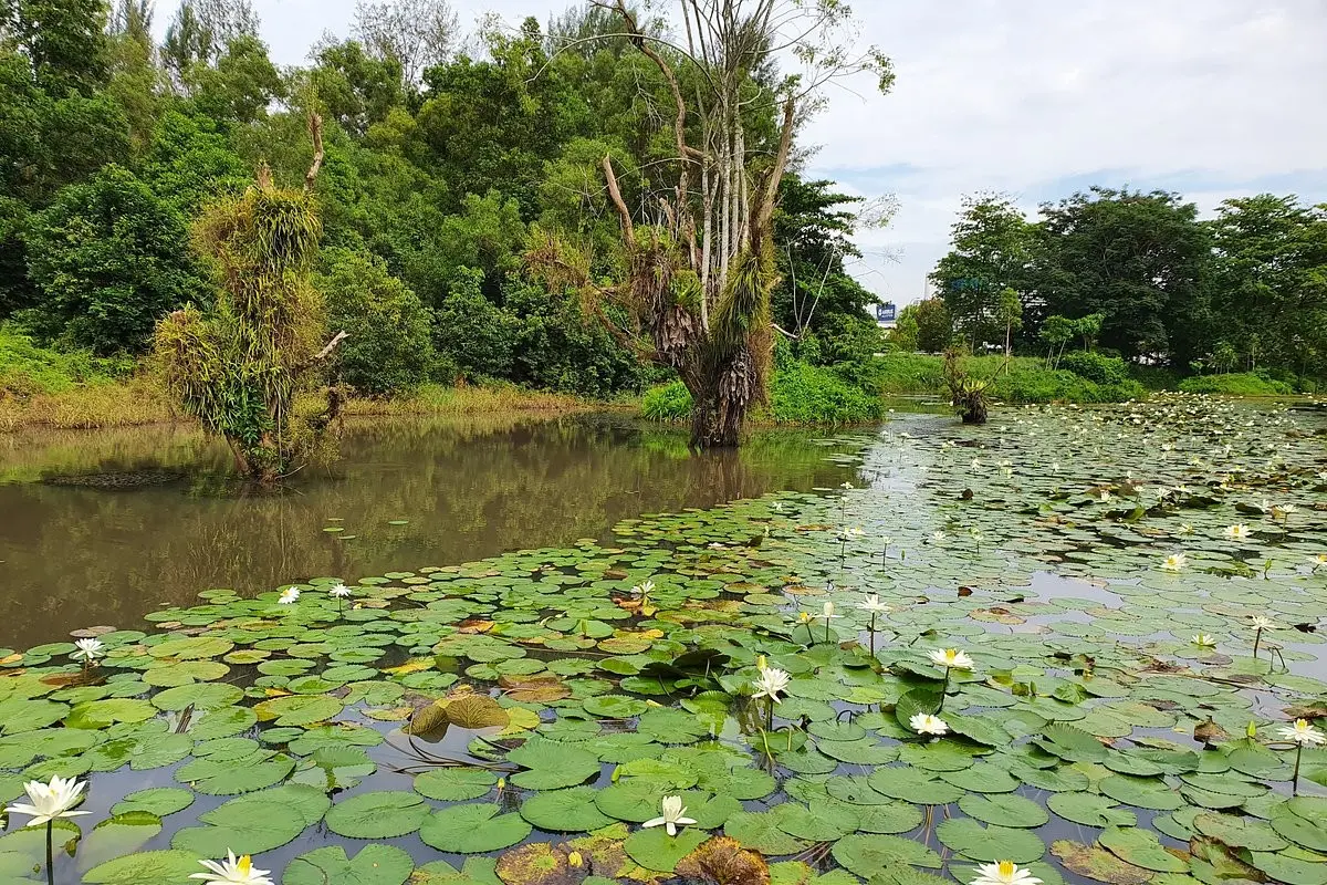 A lush wetland scene features a pond densely covered with vibrant green lily pads and blooming white water lilies. In the background, weathered trees and thick foliage line the water's edge under a soft, overcast sky.