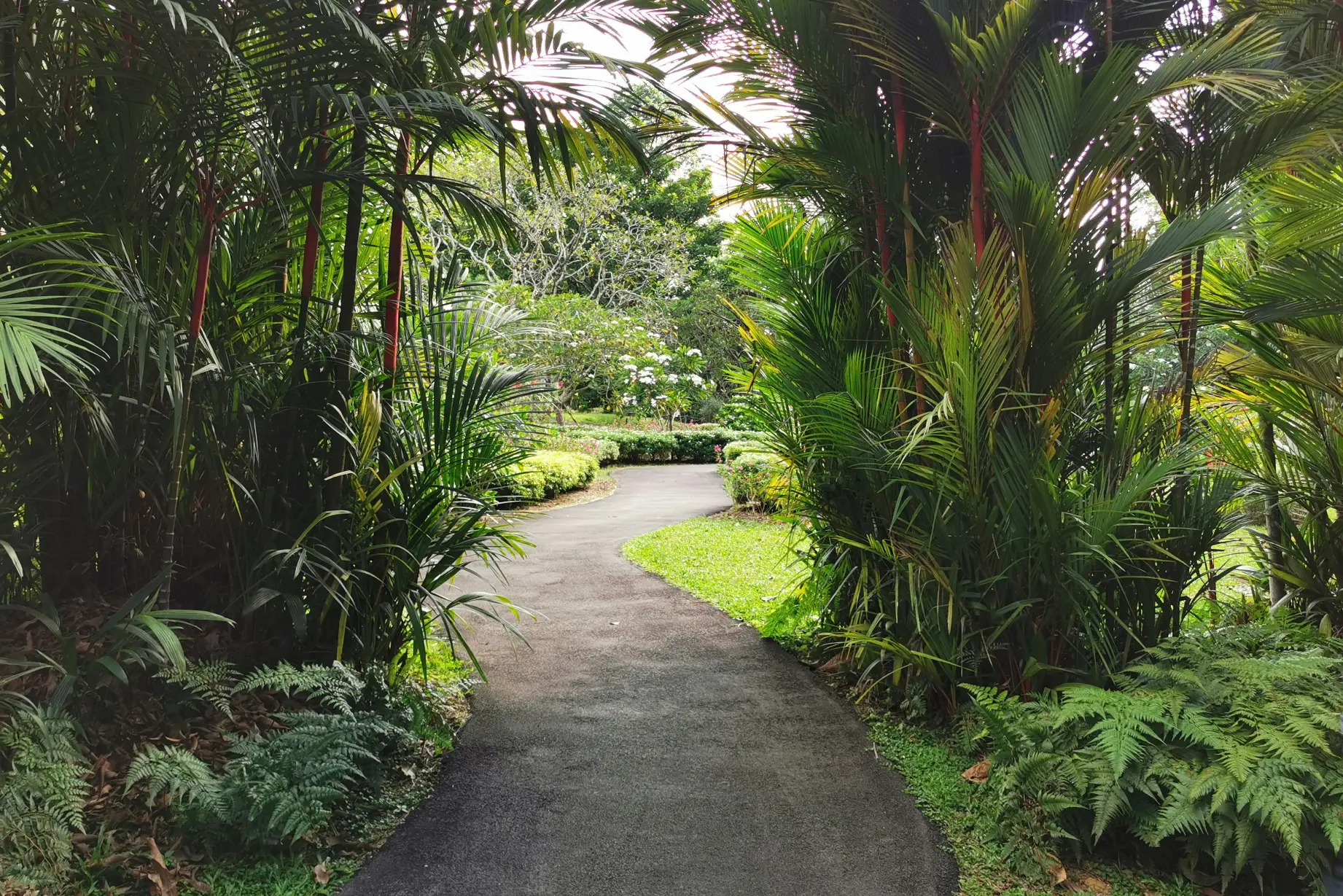 A winding asphalt path leads through a lush, tropical garden filled with dense ferns and vibrant palm trees with reddish stalks. In the background, manicured hedges and white flowering trees complete the serene, sun-drenched landscape.