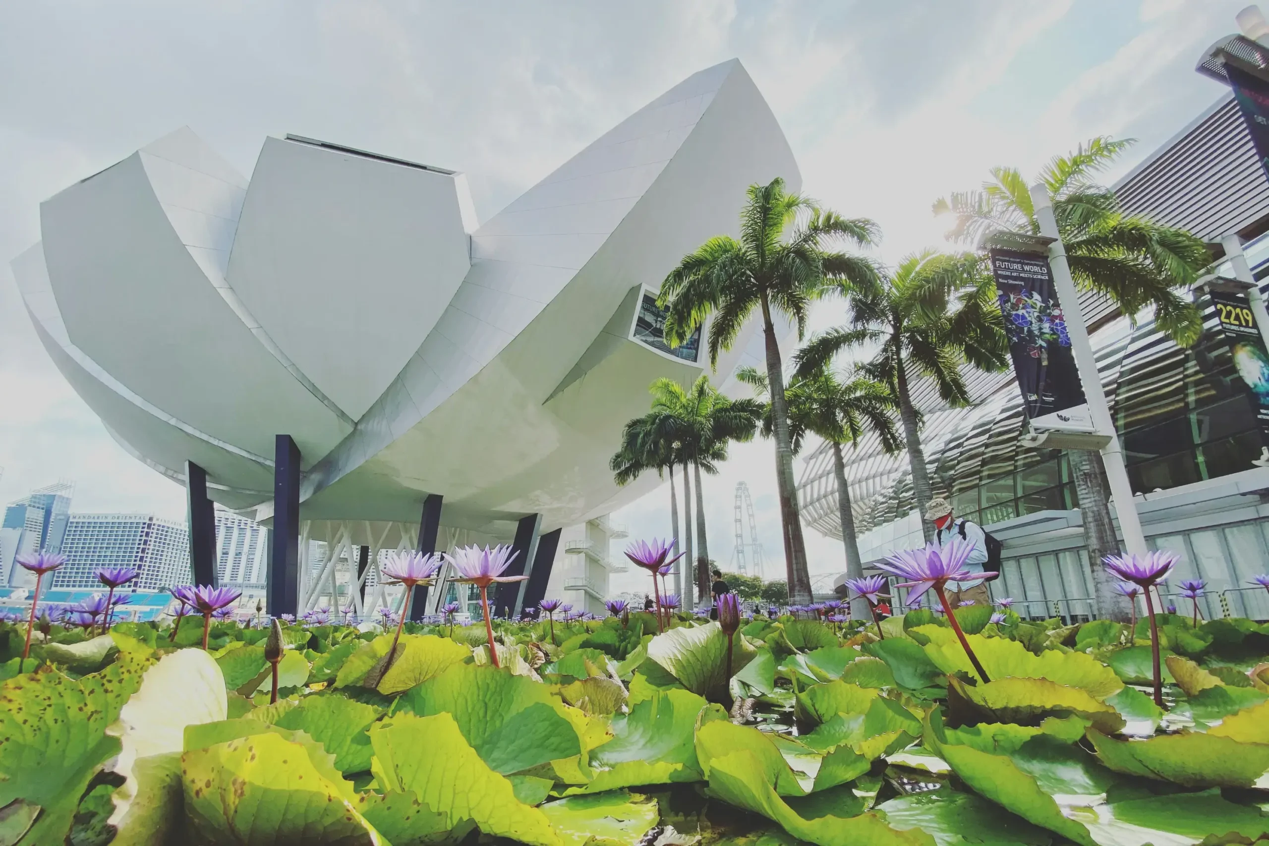 Purple water lilies bloom in a lush pond in the foreground, leading the eye toward the striking lotus-inspired architecture of the ArtScience Museum. Tall palm trees and a bright, overcast sky complete the scenic urban landscape in Singapore’s Marina Bay district.