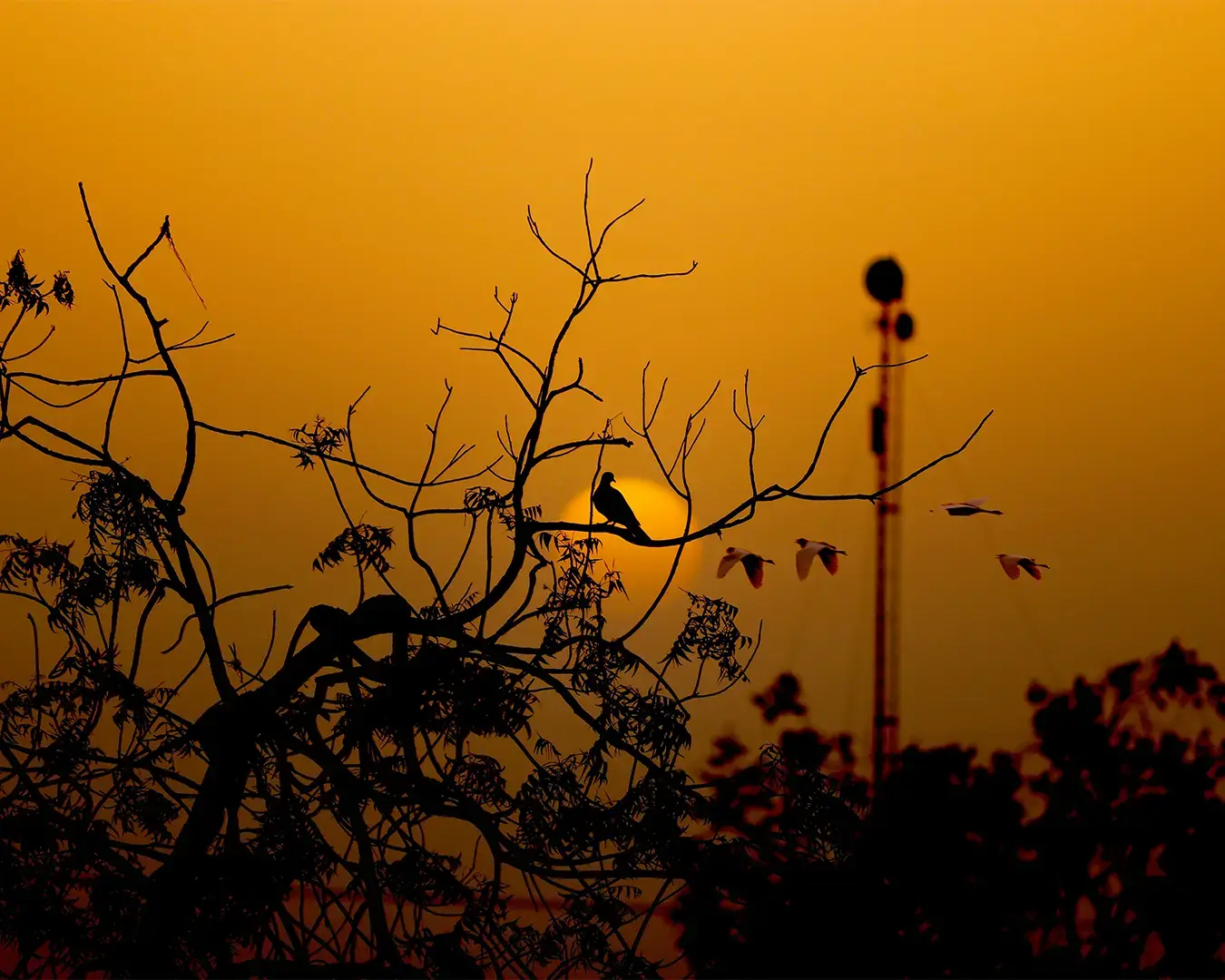 Silhouetted bird on a bare tree branch against a vibrant orange sunset sky, with other birds flying nearby and a tower visible in the background.