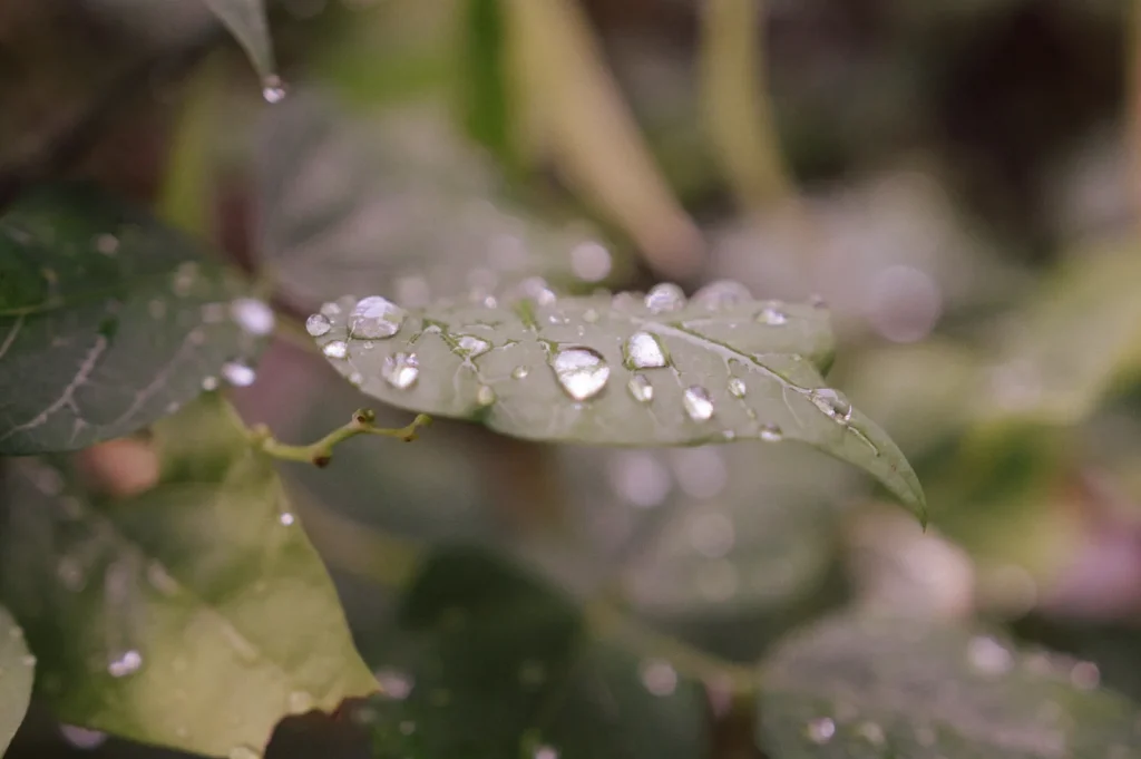 Close-up of green leaves with numerous water droplets on their surfaces, indicating recent rain or dew.